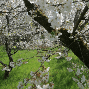 Sauerkirschblüte im April