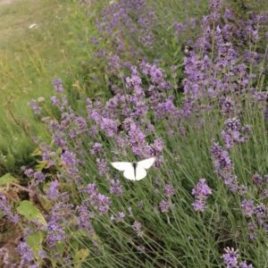 Hier siehst du blühenden Lavendel und einen Schmetterling.